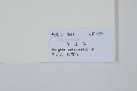 倒吊芼藏品圖，第2張