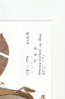 錫葉藤藏品圖，第3張
