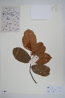 紫玉盤藏品圖，第1張
