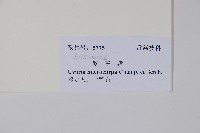 紫玉盤藏品圖，第2張