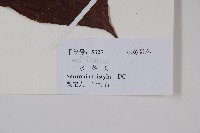 水東哥藏品圖，第2張