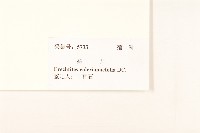 飛機草藏品圖，第3張
