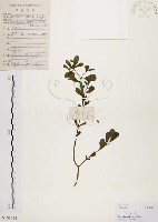 馬齒莧藏品圖，第1張
