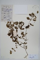 假川牛膝藏品圖，第1張