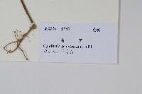 假川牛膝藏品圖，第2張