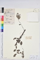 龍眼睛藏品圖，第1張