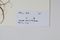 野莧菜藏品圖，第2張