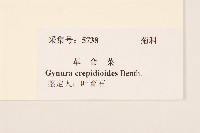 野茼蒿藏品圖，第3張