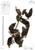 杜虹花，台灣紫珠藏品圖，第1張