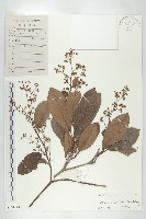 錫葉藤藏品圖，第1張