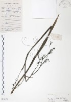 桔梗蘭藏品圖，第1張
