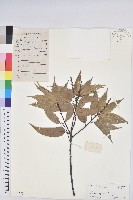 登錄號:S101687藏品圖，第1張
