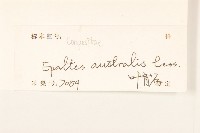 鵝不食草藏品圖，第3張