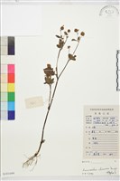 茴茴蒜藏品圖，第1張