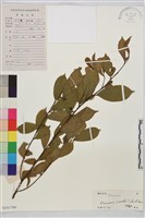 鈍齒鼠李藏品圖，第1張