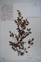 羅浮冬青、矮冬青藏品圖，第1張