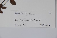 羅浮冬青、矮冬青藏品圖，第2張