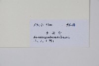 尖尾鳳藏品圖，第2張