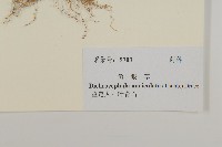 魚眼菊藏品圖，第3張