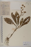 白花地膽草藏品圖，第1張