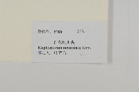 白花地膽草藏品圖，第3張