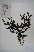 登錄號:S101725藏品圖，第1張