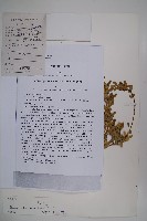 潮安黃楊藏品圖，第1張