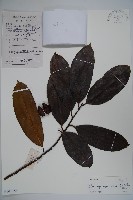 巨果冬青藏品圖，第1張
