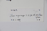 巨果冬青藏品圖，第2張