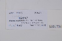 陽春秋海棠藏品圖，第2張