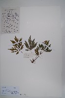 陽春秋海棠藏品圖，第1張