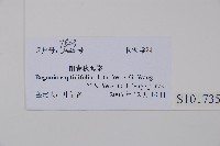 陽春秋海棠藏品圖，第2張