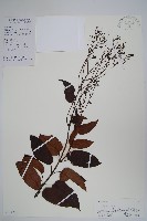 帘子藤藏品圖，第1張