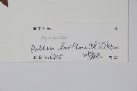 帘子藤藏品圖，第2張