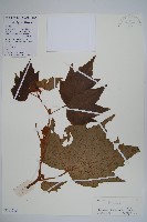 裂葉秋海棠藏品圖，第1張