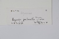 裂葉秋海棠藏品圖，第2張