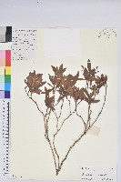 唐杜鵑、大屯杜鵑、中原氏杜鵑藏品圖，第1張