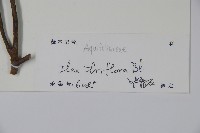 三花冬青藏品圖，第2張