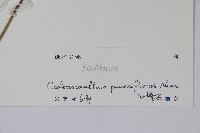 針刺草藏品圖，第2張