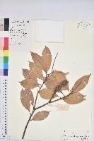 登錄號:S101760藏品圖，第1張