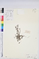 伏生大戢藏品圖，第1張