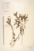 蟛蜞菊藏品圖，第1張