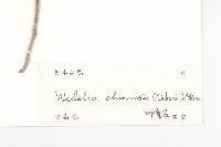 蟛蜞菊藏品圖，第3張