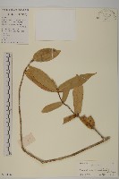 木犀假衛矛藏品圖，第1張