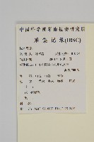 木犀假衛矛藏品圖，第2張