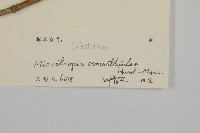 木犀假衛矛藏品圖，第3張