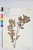 米飯花藏品圖，第1張