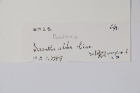 落葵藏品圖，第2張