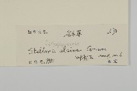 雀舌草藏品圖，第3張