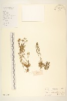假吐金菊藏品圖，第1張